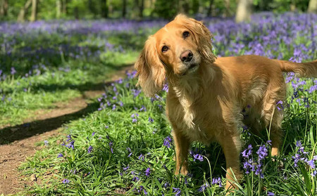 Opinion: Want to help protect rare birds in nesting season? Keep your dog on its lead